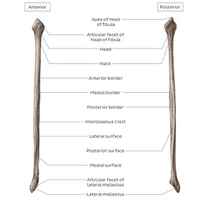 Fibula (English)