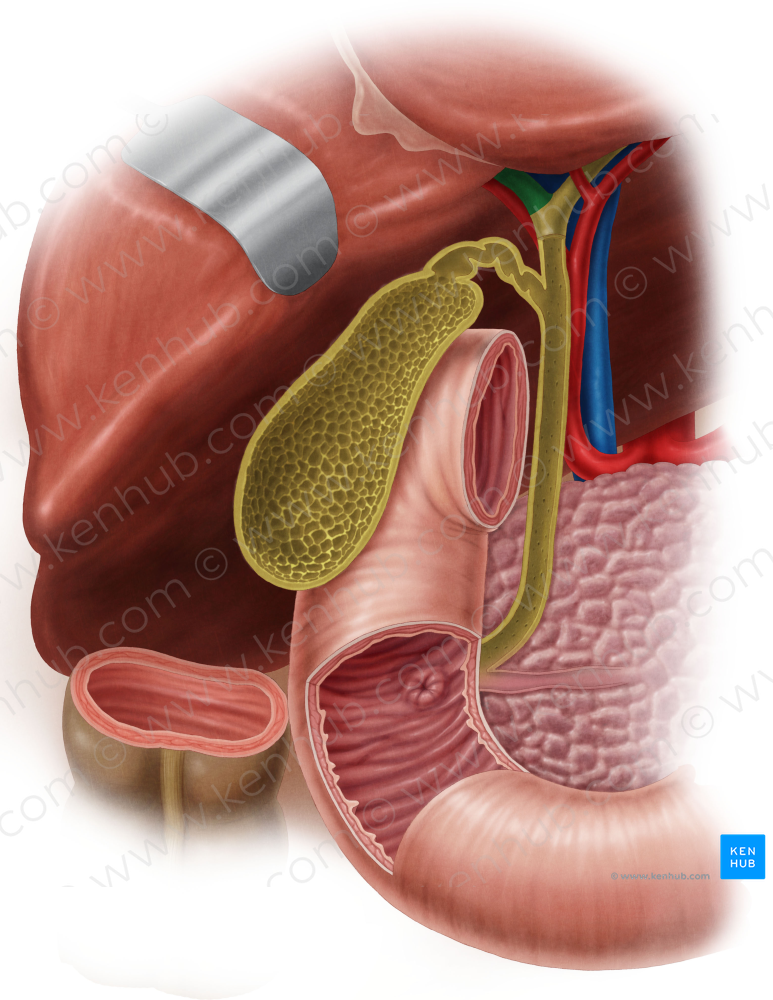 Right hepatic duct (#3324)