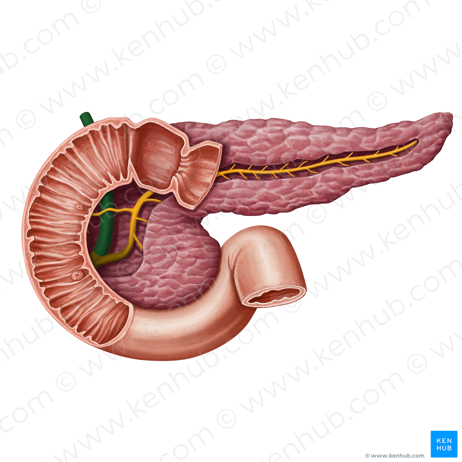 Bile duct (#13937)