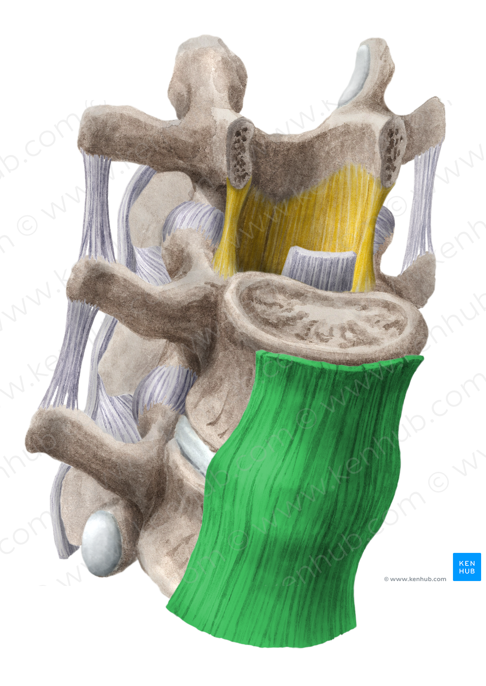 Anterior longitudinal ligament (#4568)