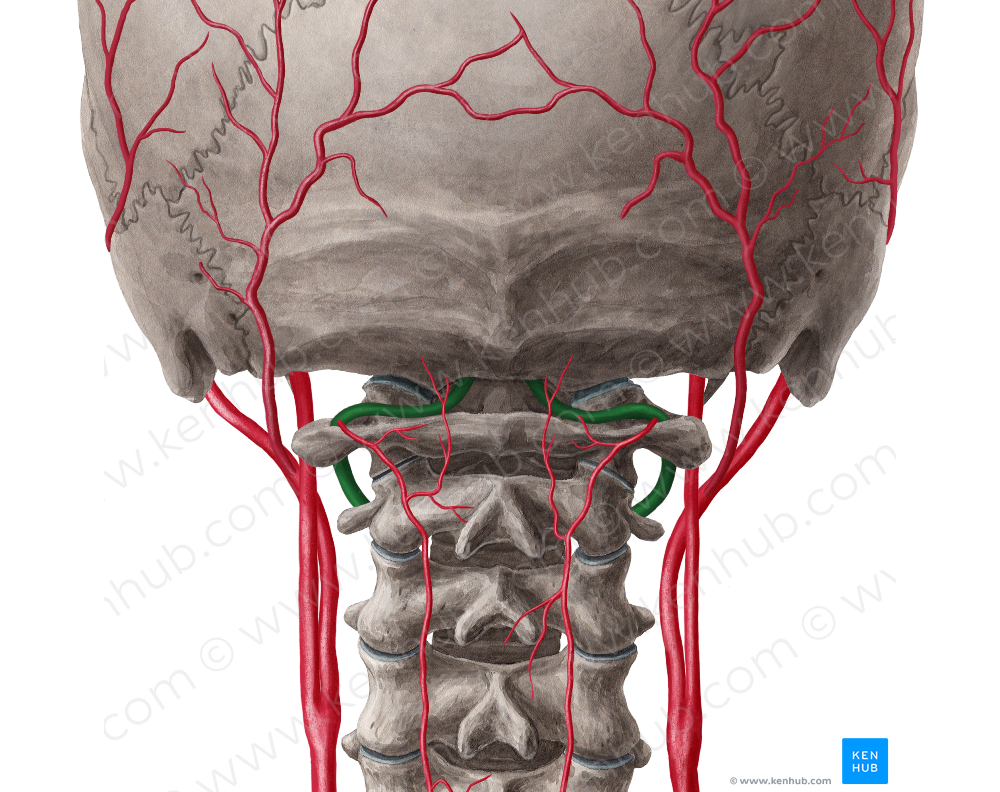 Vertebral artery (#1968)