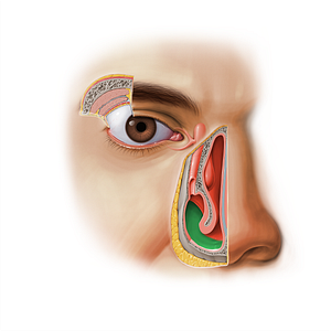 Inferior nasal meatus (#11606)