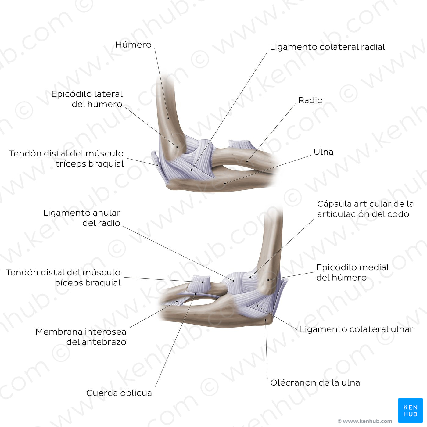 Elbow joint (Spanish)