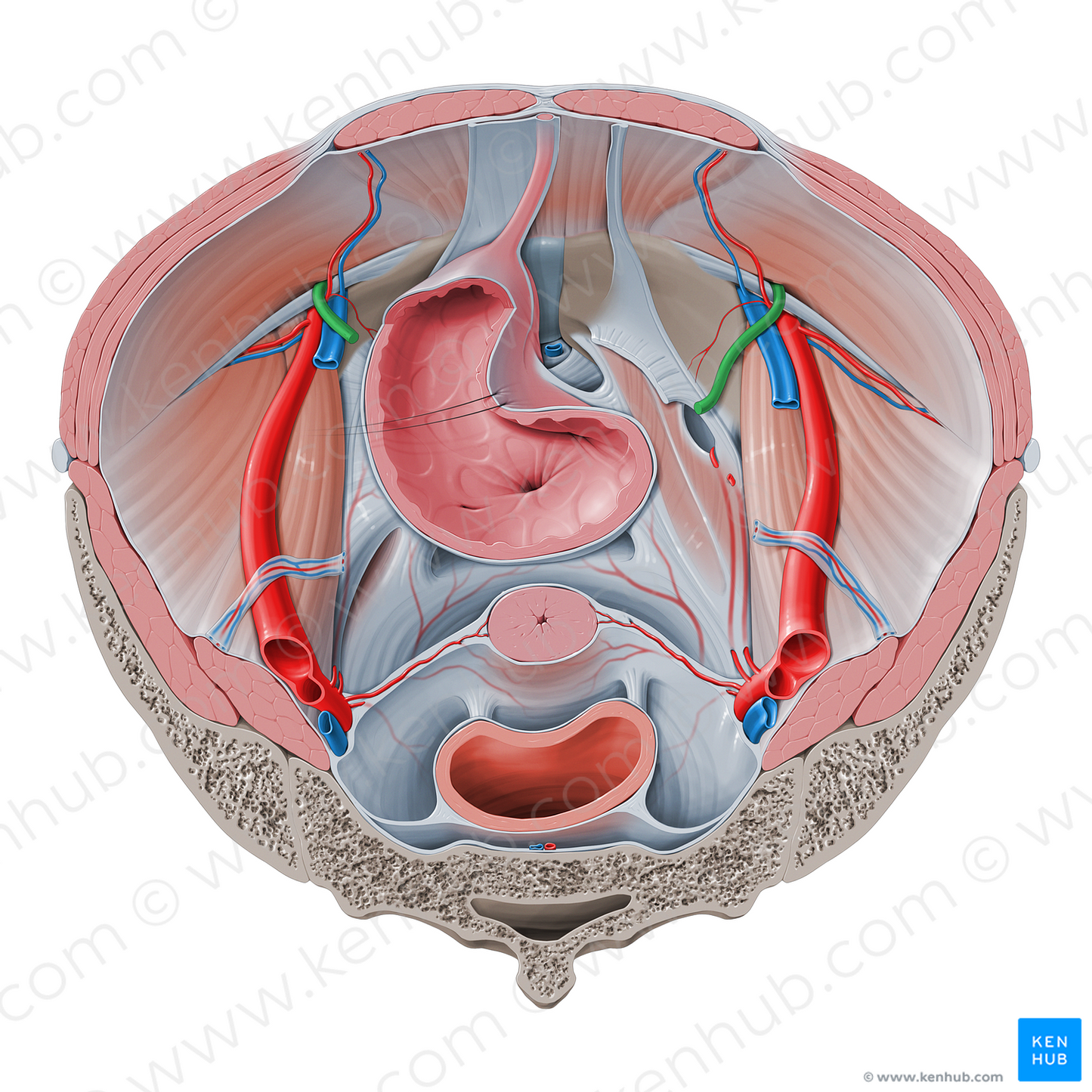 Round ligament of uterus (#4645)