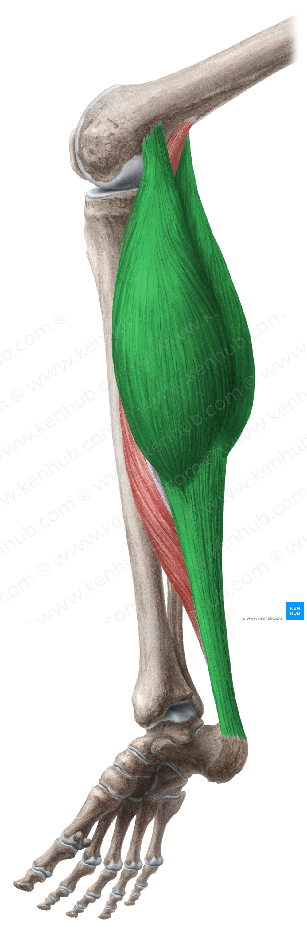 Gastrocnemius muscle (#5393)