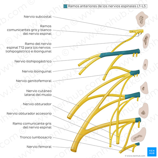 Lumbar plexus (Spanish)