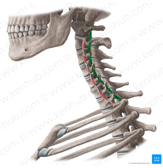 Posterior intertransversarii colli muscles (#18882)