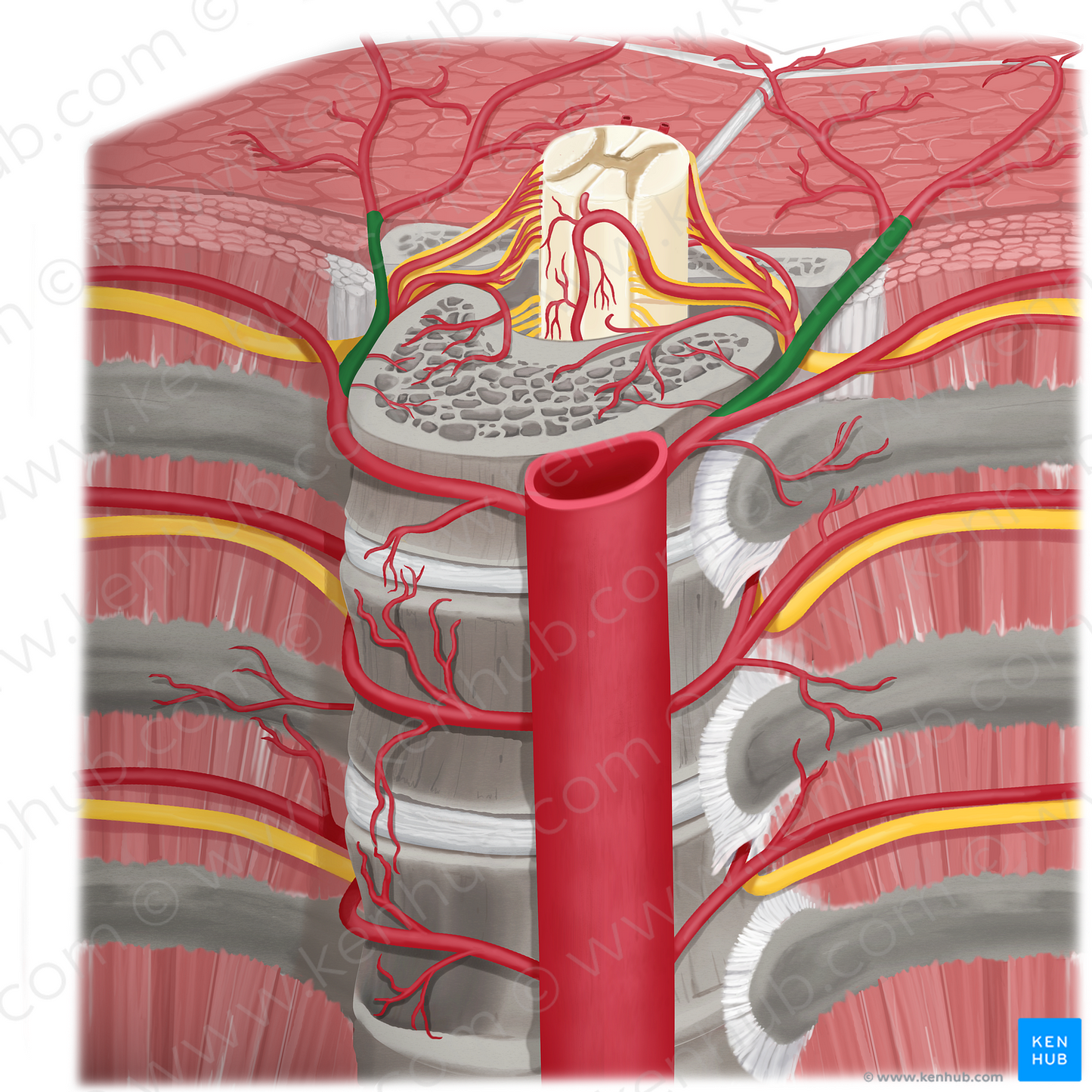 Dorsal branch of posterior intercostal artery (#8673)