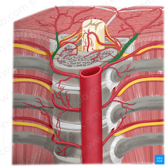 Dorsal branch of posterior intercostal artery (#8673)