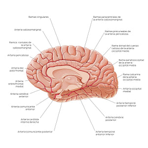 Arteries of the brain - Medial view (Spanish)