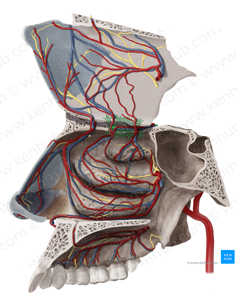 Olfactory nerve (#6625)