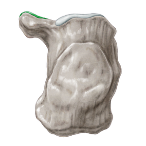 Middle talar articular surface of calcaneus (#3477)