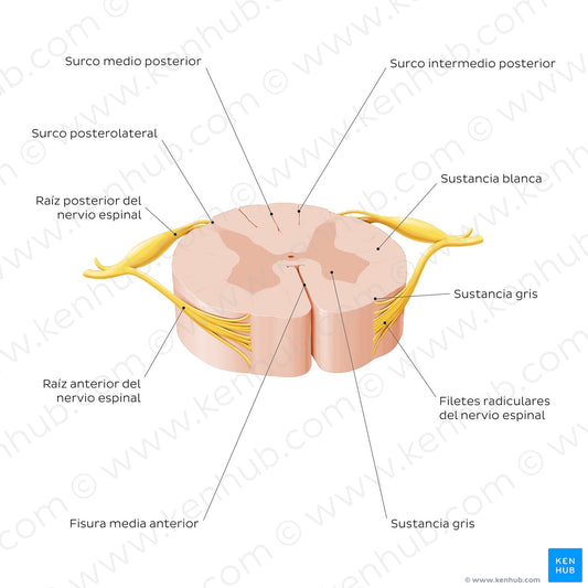 Spinal cord: Cross section (External morphology) (Spanish)