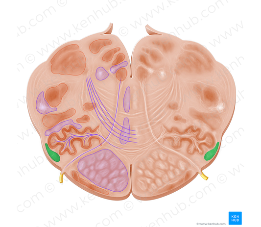 Superficial arcuate fibers (#3624)