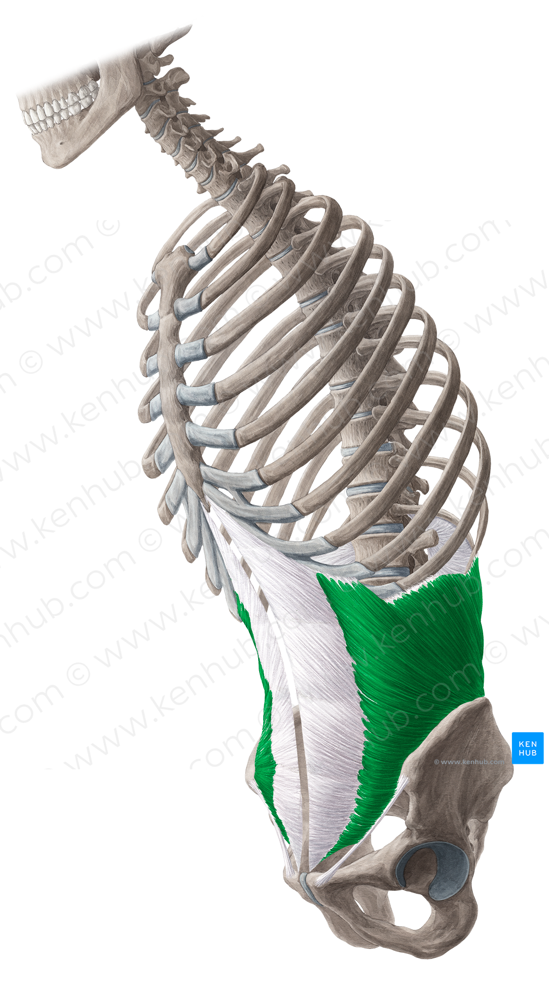 Internal abdominal oblique muscle (#5652)
