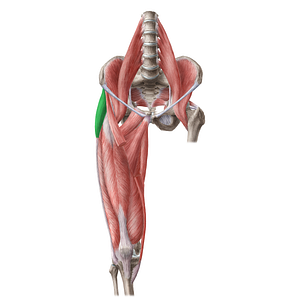 Tensor fasciae latae muscle (#19646)