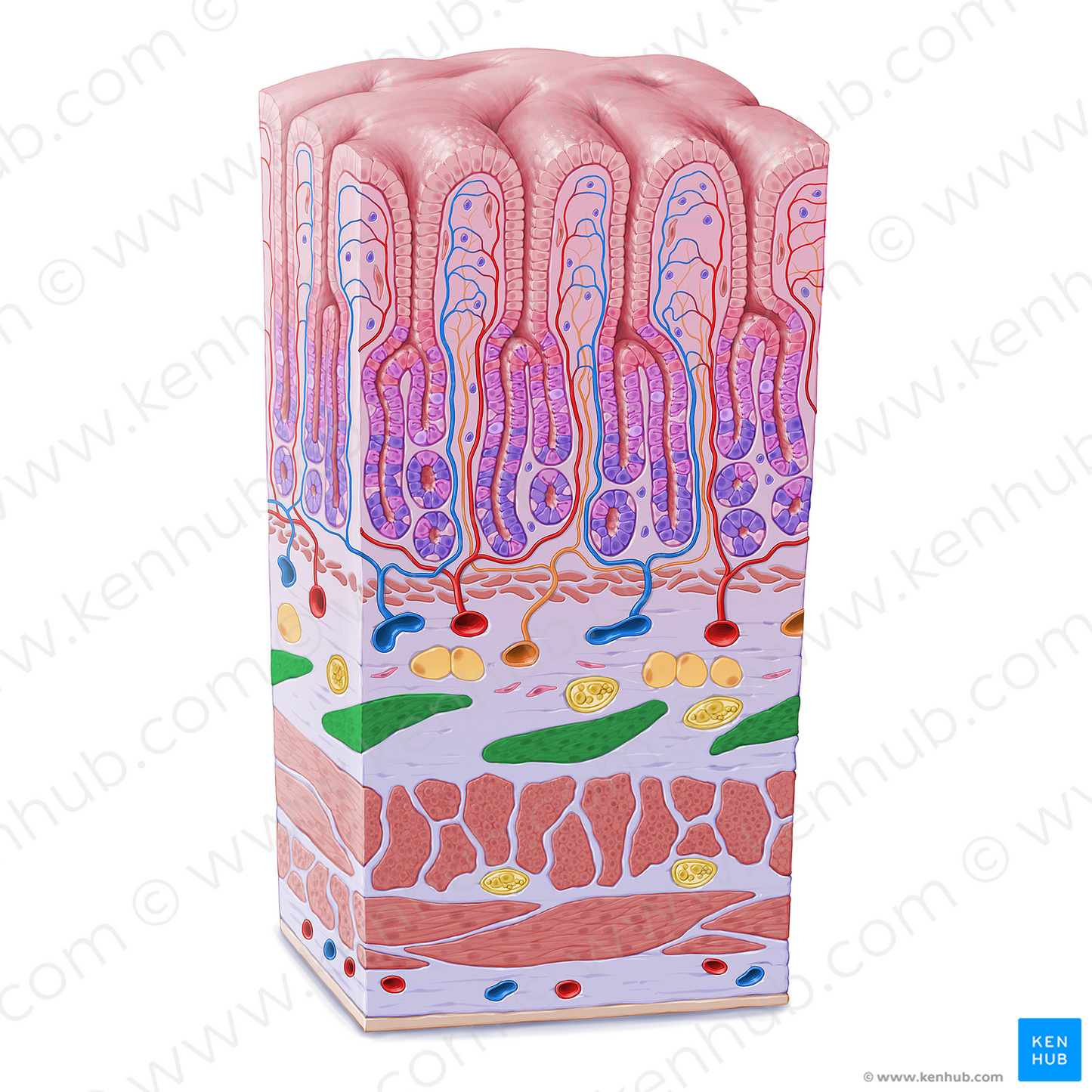 Oblique fibers of muscular coat of stomach (#21612)