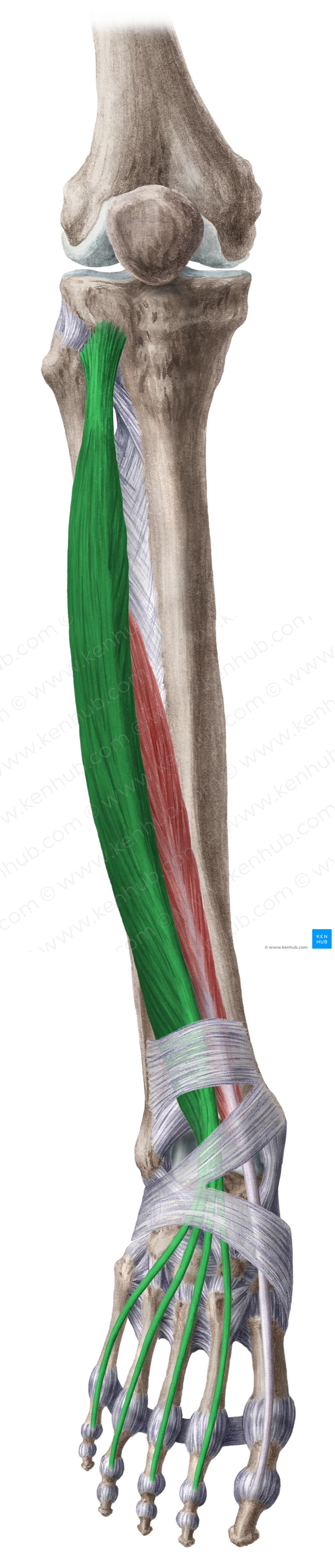 Extensor digitorum longus muscle (#5332)