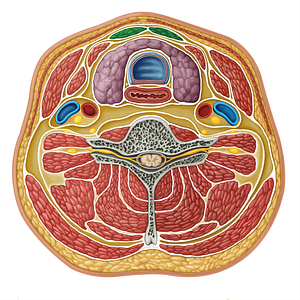 Sternohyoid muscle (#17305)