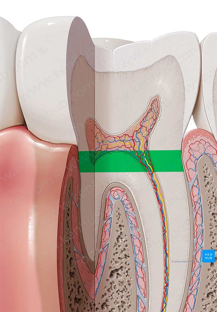 Neck of tooth (#2576)