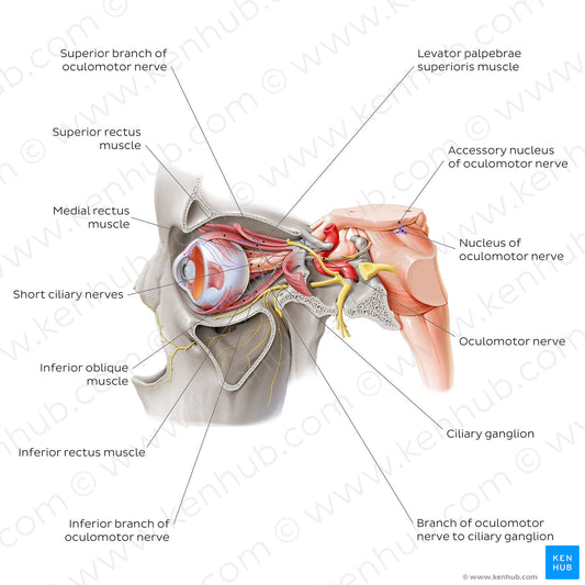 Oculomotor nerve (English)