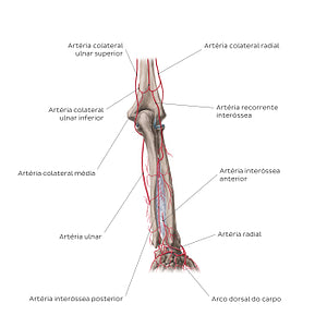 Arteries of the forearm: Posterior view (Portuguese)