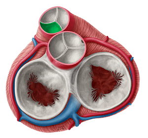 Left semilunar leaflet of pulmonary valve (#9927)