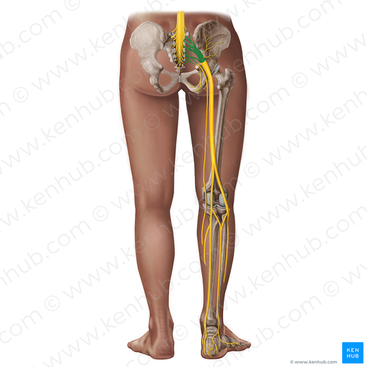 Sacral plexus (#18293)