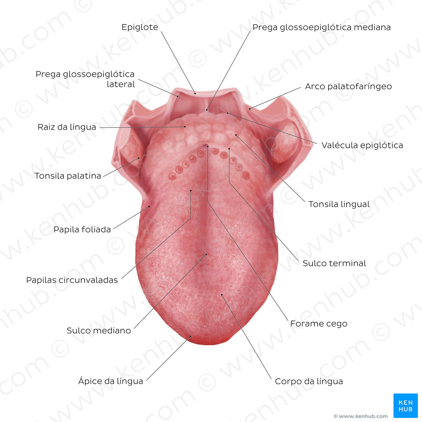 Structure of the tongue (Portuguese)