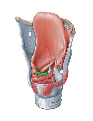 Interarytenoid notch (#18313)