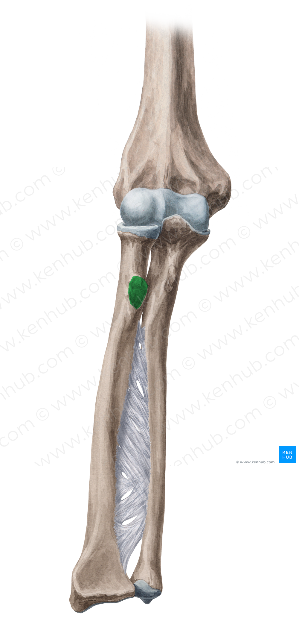 Radial tuberosity (#9788)