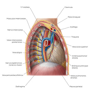 Contents of the mediastinum: Right lateral view (Portuguese)