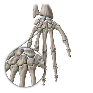 Intermetacarpal joints (#20101)