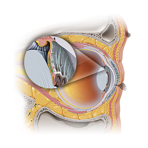 Dilator pupillae muscle of iris (#19142)