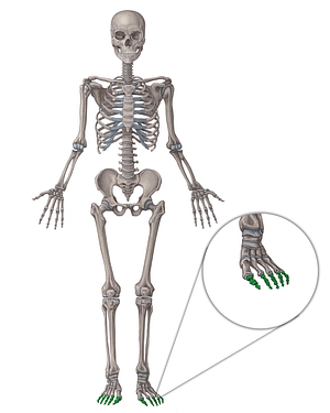 Phalanges of foot (#7495)