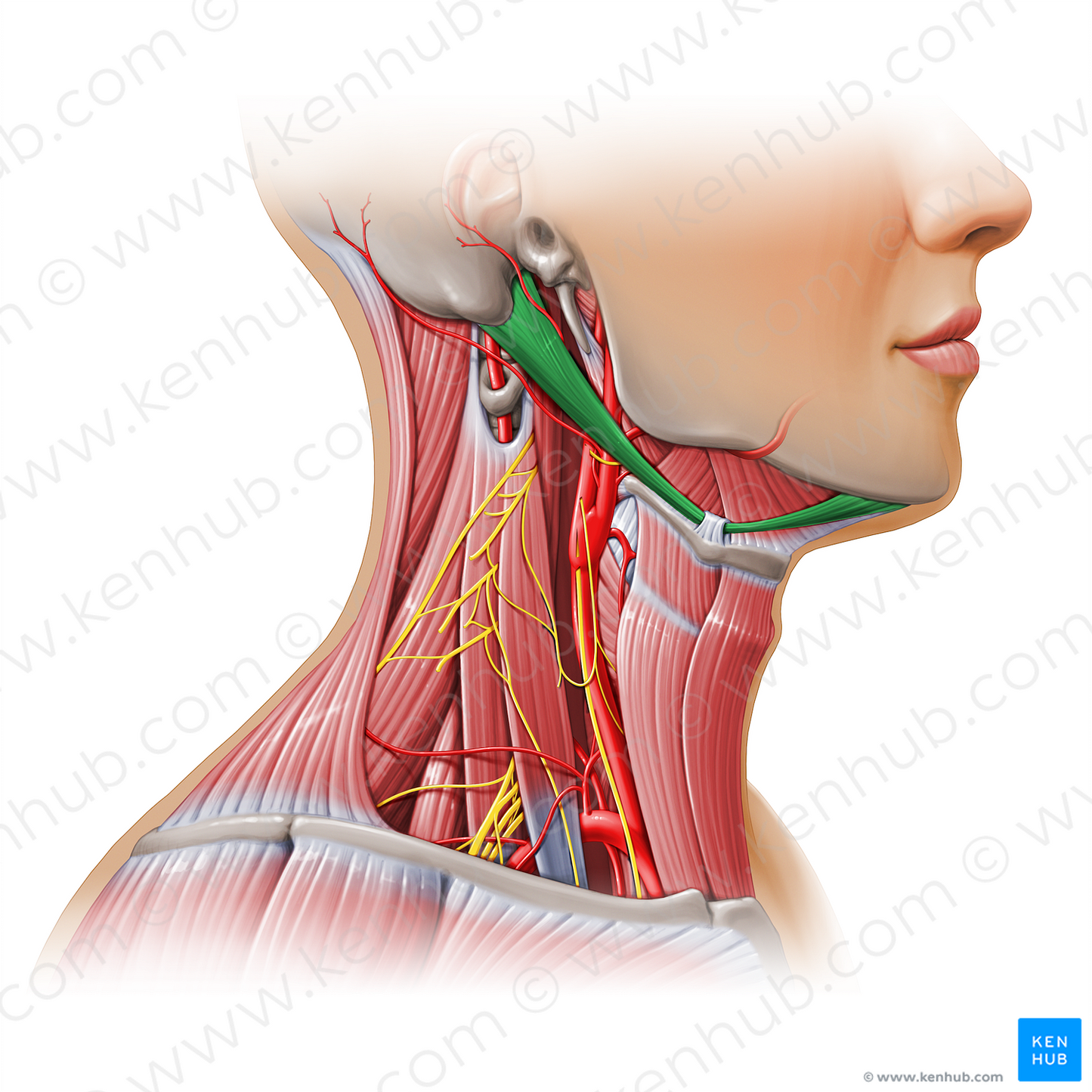 Digastric muscle (#11122)