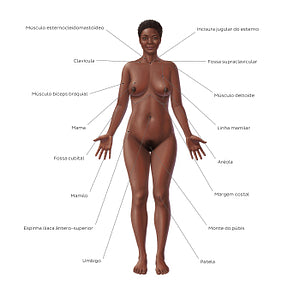 Female body surface anatomy - Anterior (Portuguese)