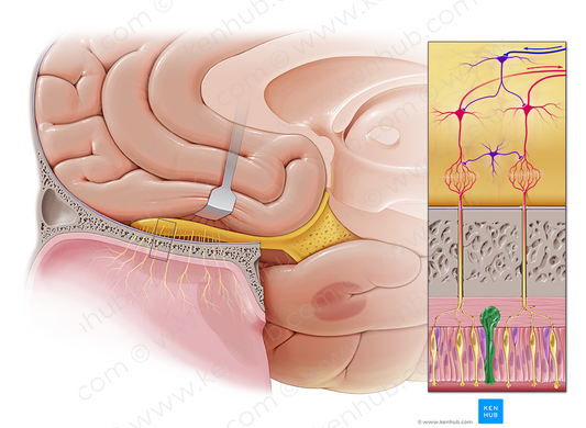 Olfactory glands (of Bowman) (#4075)