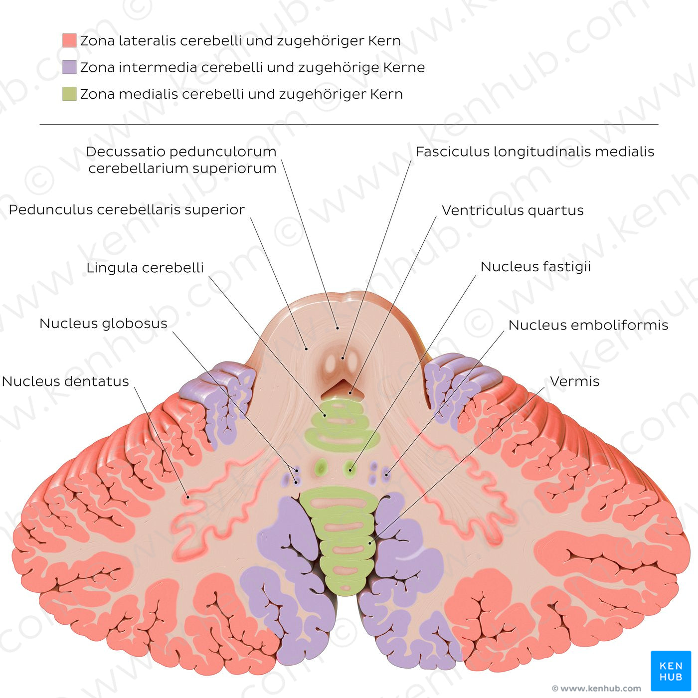 Cerebellar nuclei (Latin_DE version) (Latin)