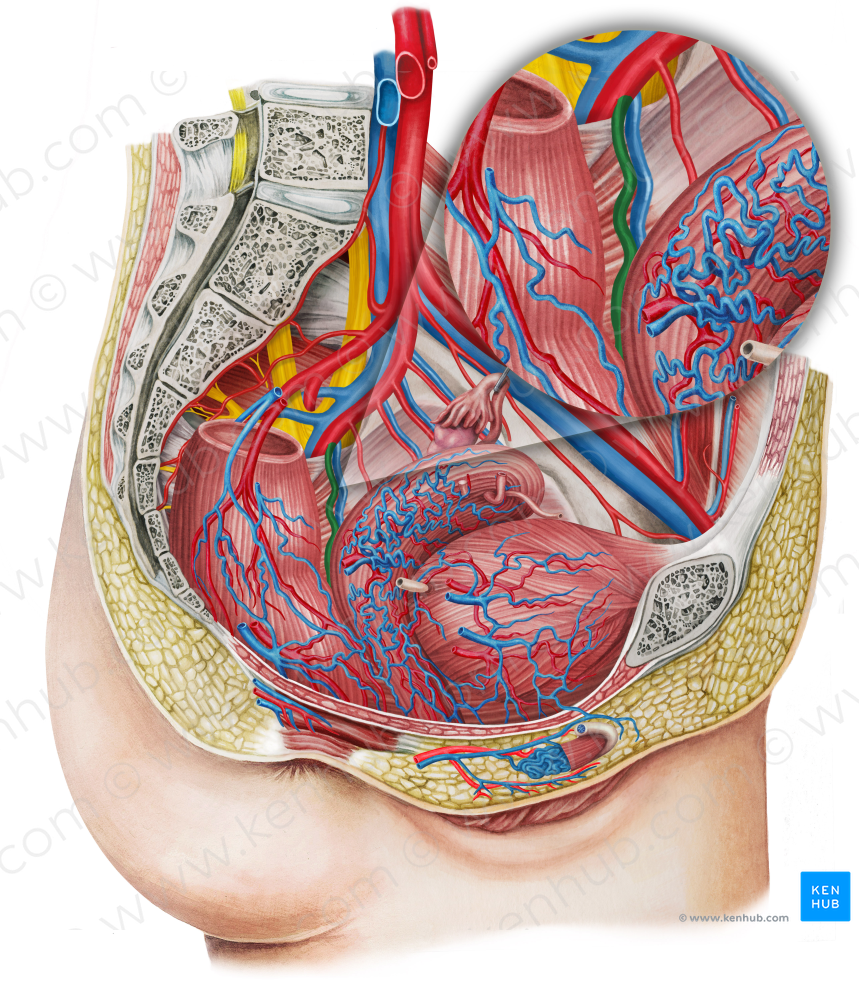 Left middle anorectal artery (#1728)