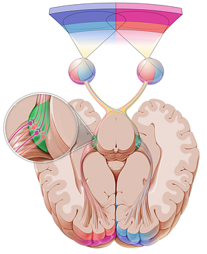 Lateral geniculate body (#2937)