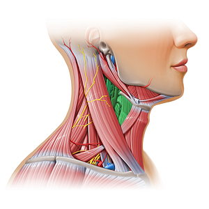 Carotid triangle (#17937)