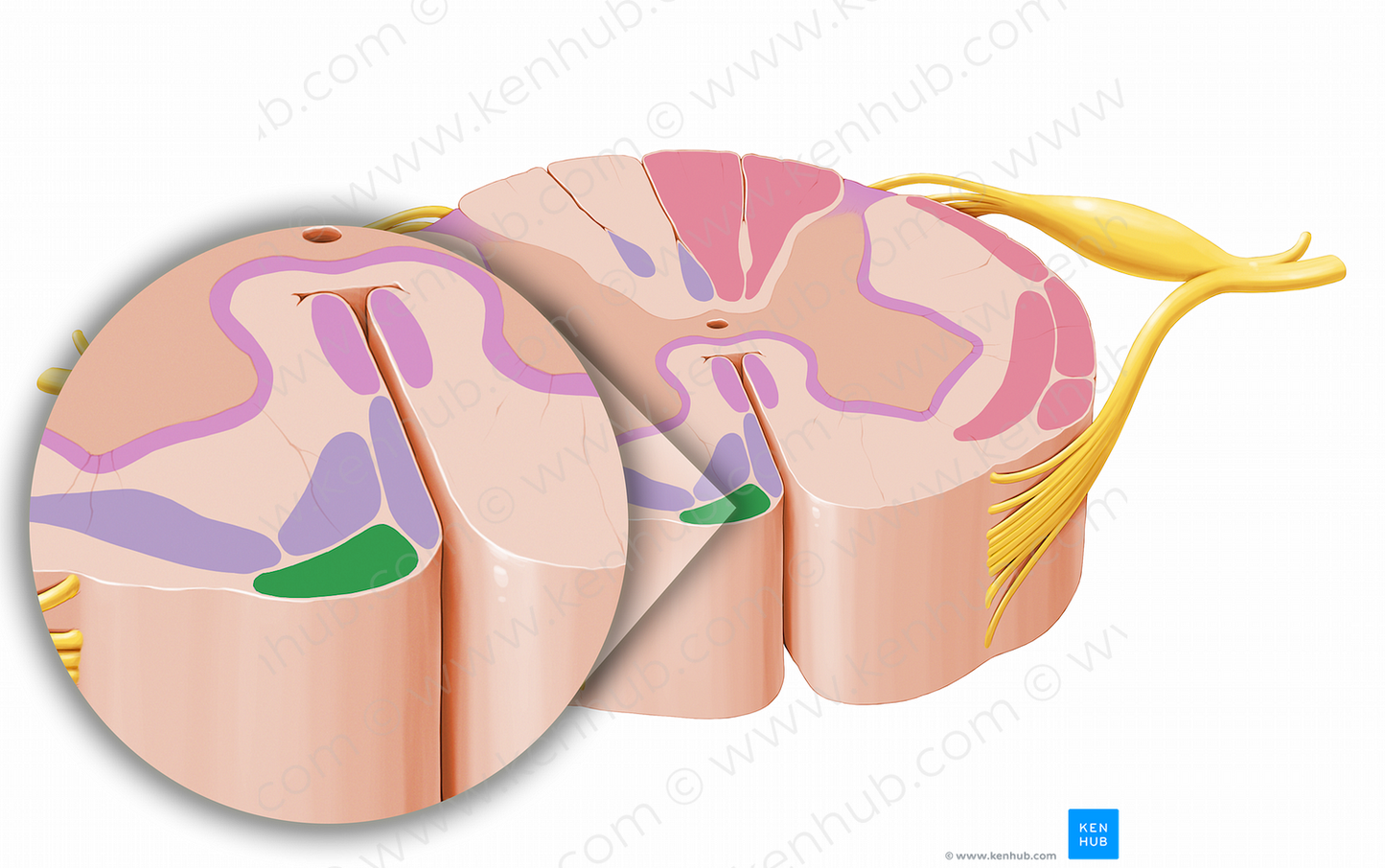 Tectospinal tract (#12064)