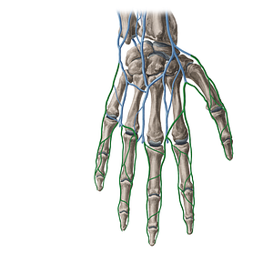 Dorsal digital veins of hand (#20389)