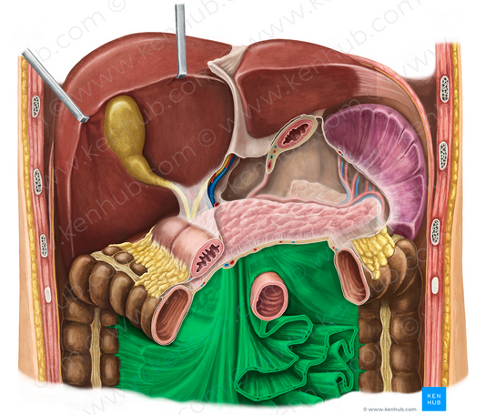 Mesentery (#5074)