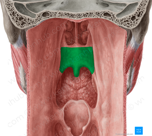 Soft palate (#7594)