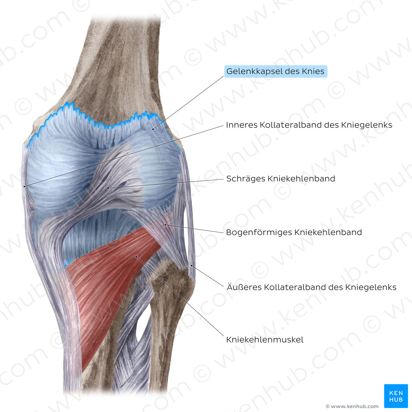 Knee joint: Extracapsular ligaments and popliteus muscle (posterior view) (German)