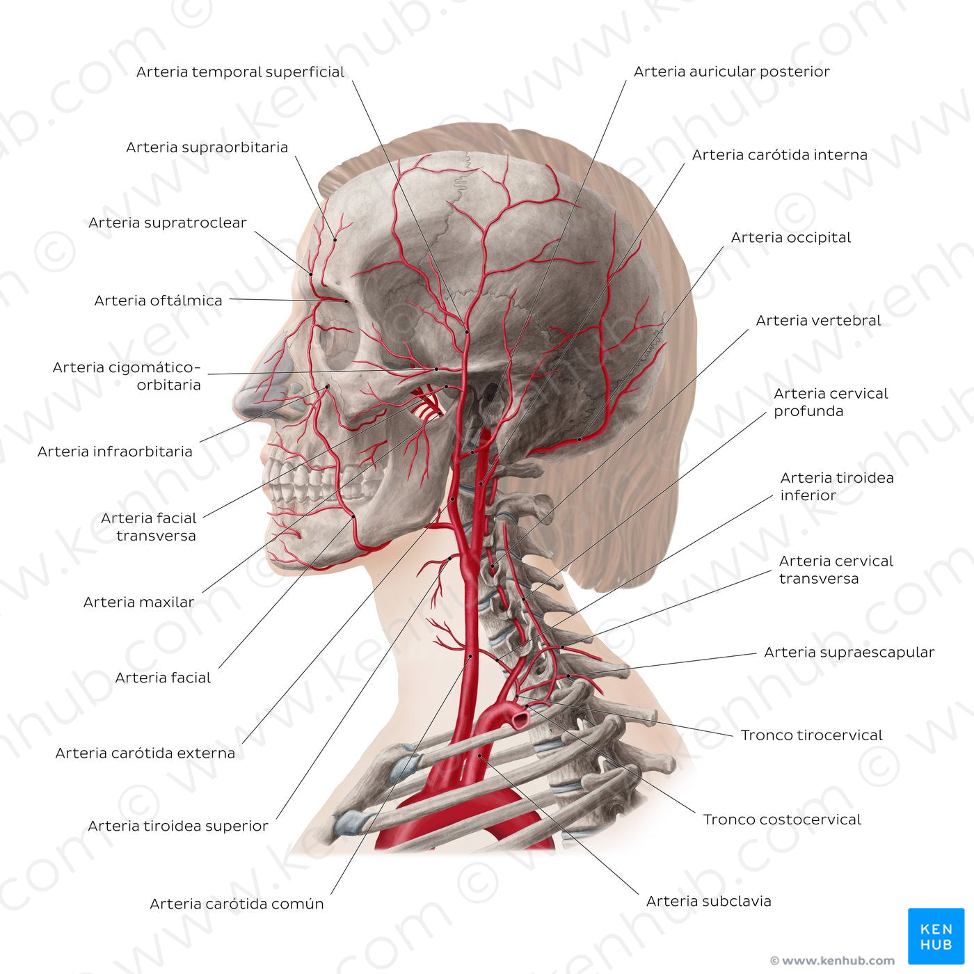 Main arteries of the head and neck (Spanish)