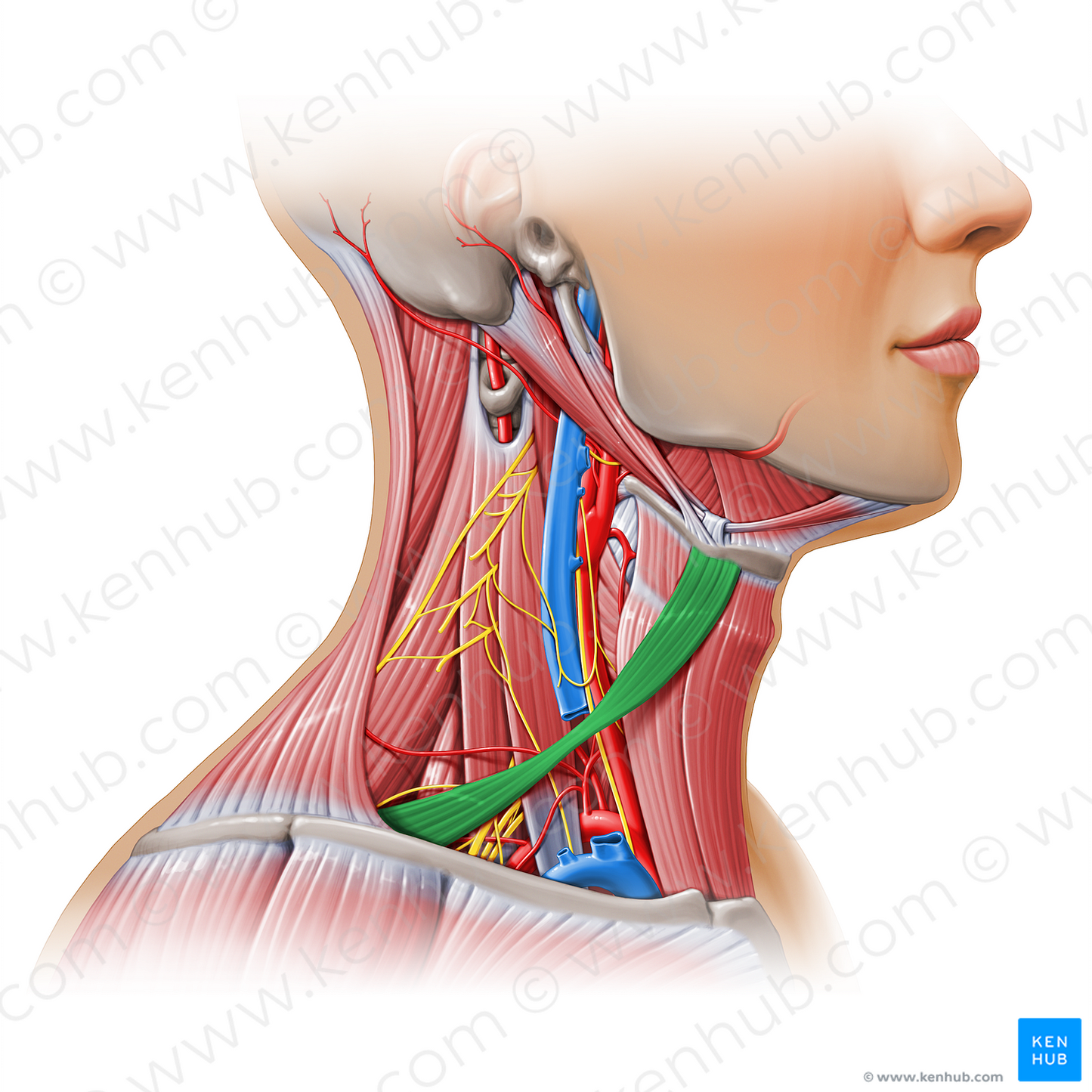 Omohyoid muscle (#11143)