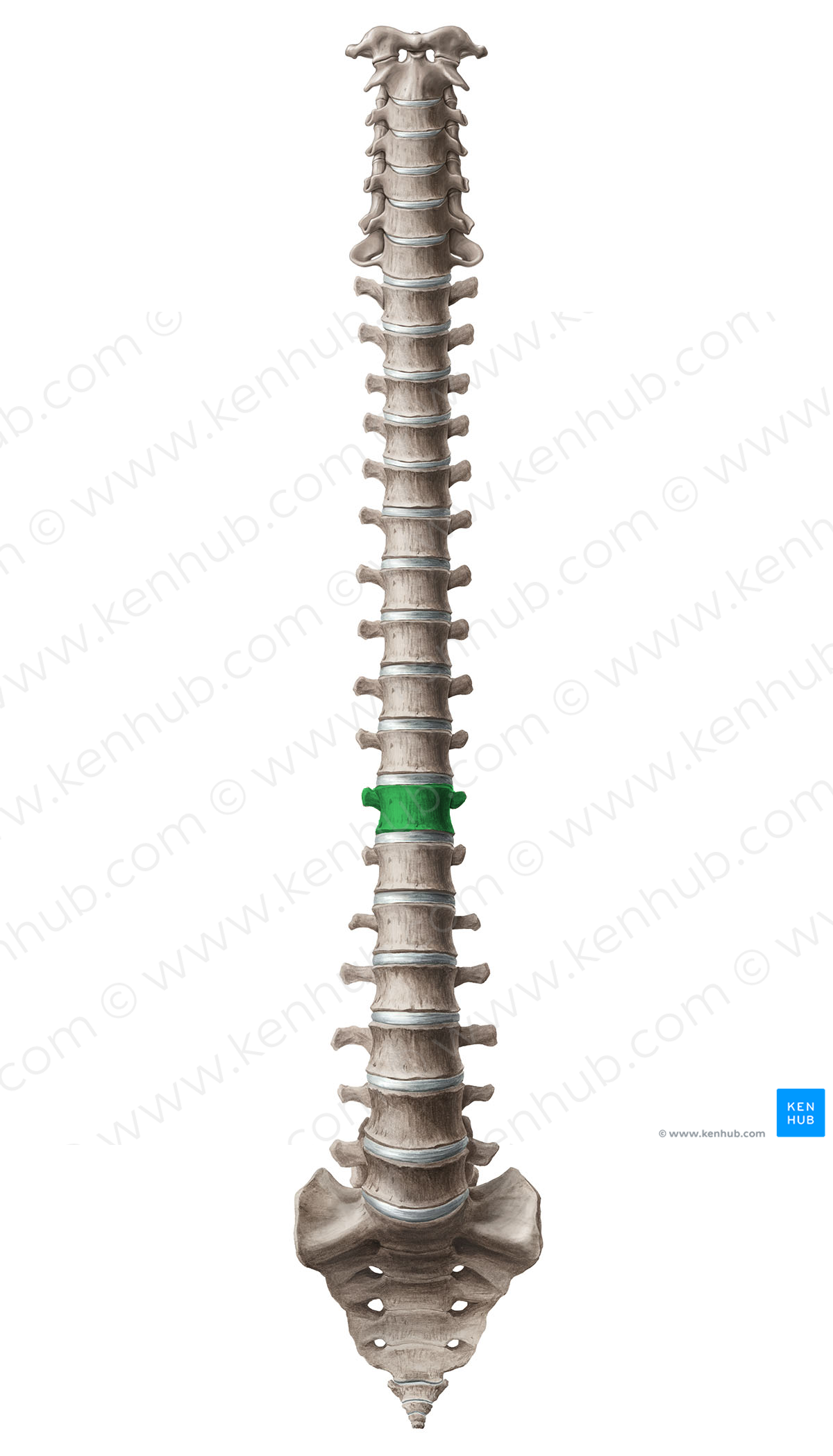 Vertebra T11 (#12596)